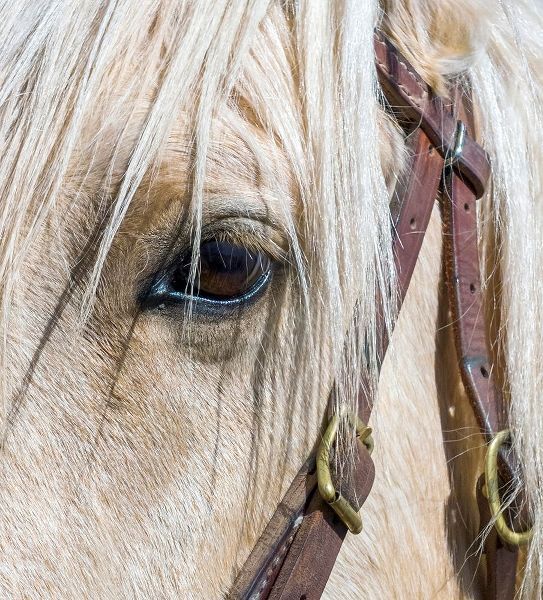 Arizona-Scottsdale Close-up of horses eye and bridle